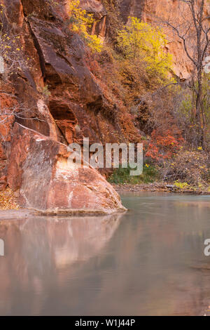 Herbst Laub entlang des Virgin River im Zion Canyon, der Zion National Park, Utah Stockfoto