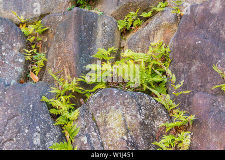 Maidenhair spleenwort (Asplenium Trichomanes) ist ein kleiner Farn im Spleenwort Gattung Asplenium leben auf Felsen und Steinmauern. Stockfoto