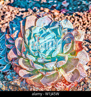 Pacific Blue Ice Sempervivum (Hauswurz) in einem Kakteen und Sukkulenten Garten fotografiert in Tel Aviv, Israel im Mai Stockfoto