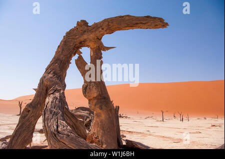 Dead Vlei, mit trockenen 900 Jahre alte Bäume stehen in der salzpfanne umgeben von aufragenden roten Sanddünen. Namib-Naukluft-Nationalpark, Namibia. Stockfoto