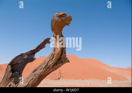 Dead Vlei, mit trockenen 900 Jahre alte Bäume stehen in der salzpfanne umgeben von aufragenden roten Sanddünen. Namib-Naukluft-Nationalpark, Namibia. Stockfoto