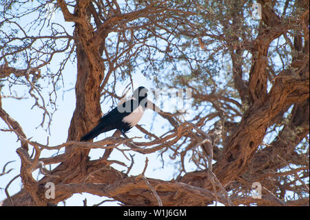 Pied Crow (Corvus albus). Krähen sind Allesfresser Vögel. Diese Krähe ist im offenen Land mit verstreuten Bäumen, wo sie ernährt sich von Insekten, Eiern gefunden, Junge Stockfoto