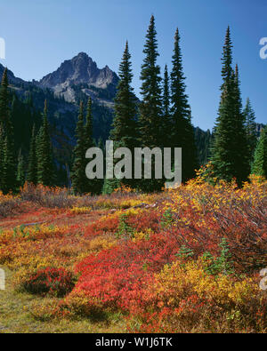 USA, Washington, Mt. Rainier National Park, Herbst - farbige Huckleberry und Eberesche unter fernen Pinnacle Peak. Stockfoto