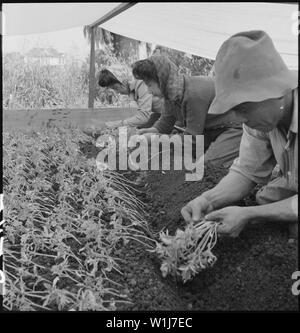 San Leandro, Kalifornien. Familie Arbeit Umpflanzen junge tomatenpflanzen unter Leinwand etwa zehn Tage. . .; Umfang und Inhalt: Der vollständige Titel für dieses Foto liest: San Leandro, Kalifornien. Familie Arbeit Umpflanzen junge tomatenpflanzen unter Leinwand etwa zehn Tage vor der Evakuierung der Bewohner des japanischen Vorfahren zu Sammelstellen. Stockfoto