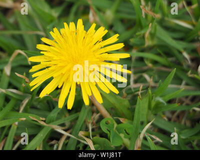 Leuchtend gelbe Deladerblume Daisy auf der Landzunge im Grün Gras Stockfoto