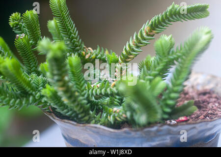 Crassula muscosa (Kette). Ist eine sukkulente Pflanze Südafrika und Namibia, aus der Familie der Crassulaceae und zur Gattung der Ratingagenturen Stockfoto