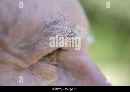 In der Nähe von Auge der kaukasischen alter Mann. Porträt der alte Mann im Freien. Kaukasische männliche Gesicht Hintergrund, die Augen schließen, Makro Stockfoto