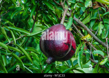 Rote reife Granatäpfel an den Baum. Grüner Garten im Hintergrund. Stockfoto