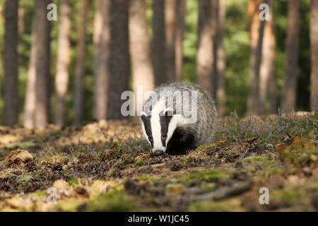 Badger in Wald, tierische Natur Lebensraum, Tschechisch. Wildlife Szene. Wild Dachs Meles meles Stockfoto