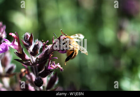 Honey Bee Pollen sammeln auf Gelb Lila mit grünen und lila Hintergrund Stockfoto