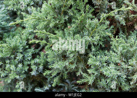 Nahaufnahme auf Juniper Zweige Stockfoto