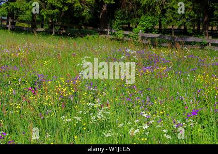 Bergwiesen Im Frühling - Frühling Blumenwiesen in Bergen in vielen Farben Stockfoto