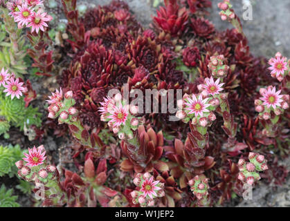 Nahaufnahme der gemeinsamen Hauswurz (Sempervivum tectorum) Blüte, auch als Hühner und Küken, blühen im Frühjahr bekannt Stockfoto