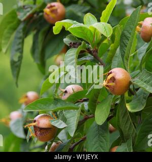 Mispel am Baum - Gemeinsame mispel am Baum 03. Stockfoto