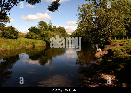 Lamm trinken am Rande des Flusses Lowther, Eden District, Cumbria Stockfoto