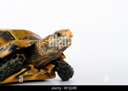 Inland Schildkröten in Asien sind "Beeindruckt Schildkröte, Manouria impressa" auf weißem Hintergrund. Stockfoto