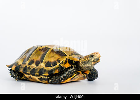 Inland Schildkröten in Asien sind "Beeindruckt Schildkröte, Manouria impressa" auf weißem Hintergrund. Stockfoto