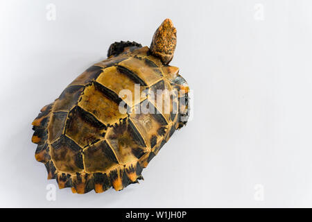 Inland Schildkröten in Asien sind "Beeindruckt Schildkröte, Manouria impressa" auf weißem Hintergrund. Stockfoto