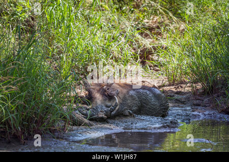 Gemeinsame warzenschwein Baden im Wasserloch im Krüger Nationalpark, Südafrika; Specie Phacochoerus africanus Familie der Suidae Stockfoto