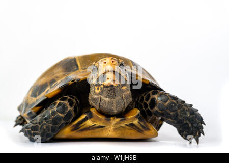 Inland Schildkröten in Asien sind "Beeindruckt Schildkröte, Manouria impressa" auf weißem Hintergrund. Stockfoto