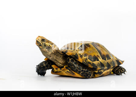 Inland Schildkröten in Asien sind "Beeindruckt Schildkröte, Manouria impressa" auf weißem Hintergrund. Stockfoto