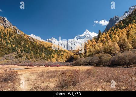 Chana Dorje heiligen Berg im Herbst Kiefernwald auf Wiese zum Shangri-la, Yading Naturschutzgebiet Stockfoto