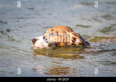 Braun American Pit Bull Terrier Welpe schwimmen im Wasser Stockfoto