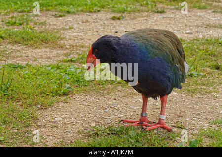 Takahe, gefährdete Vogel auf der Insel Maud Predator kostenlose Heiligtum, Neuseeland Stockfoto