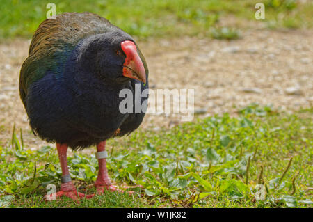 Takahe, gefährdete Vogel auf der Insel Maud Predator kostenlose Heiligtum, Neuseeland Stockfoto