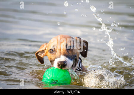 Braun American Pit Bull Terrier Welpe im Wasser, schwimmen und holen ein Spielzeug Stockfoto