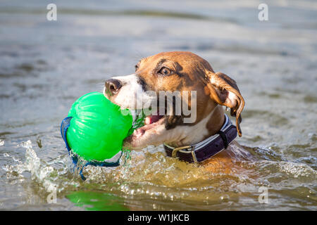 Braun American Pit Bull Terrier Welpe im Wasser, schwimmen und holen ein Spielzeug Stockfoto