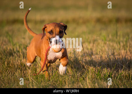 Braun American Pit Bull Terrier Welpe läuft und holen ein Spielzeug in der Abendsonne Stockfoto