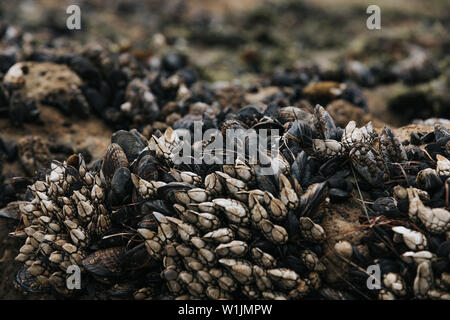 Makroaufnahme der kleinen Muscheln auf Tide Pools in Kalifornien an einem bewölkten Tag Stockfoto