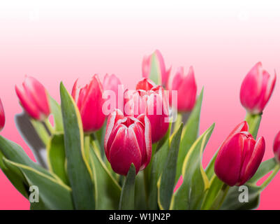 Rote Tulpen isoliert auf einem rosa Hintergrund. Stockfoto