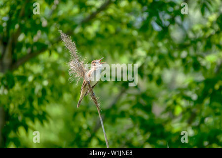 Großartig - Teichrohrsänger, Acrocephalus arundinaceus, single Vogel auf Reed singen Stockfoto