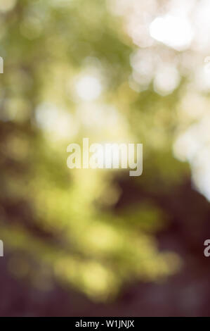 Blured Hintergrund des sonnigen Wald Stockfoto