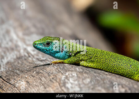 Männliche von Green Lizard Lacerta viridis auf einem Baumstamm Stockfoto