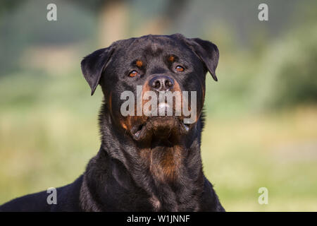 Kopf Porträt eines Rottweiler Rüde Stockfoto