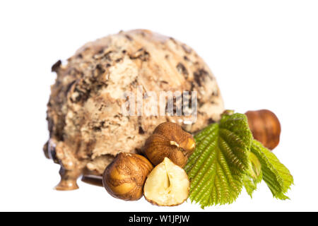 Einzige genießbare Haselnuss - Schokolade Eis Ball mit Muttern und Haselnuss Blatt auf weißem Hintergrund - Vorderansicht Stockfoto