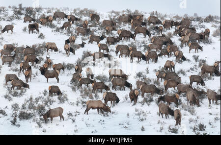 Ein Feld der Elche grasen auf Salbei Bürste Feld in Silver Creek außerhalb von Park City, Utah auf winterlichen Nachmittag. (C) 2015 Tom Kelly Stockfoto