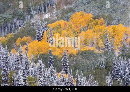 Ende September Schneefall decken der Herbst Landschaften in Park City, Utah. (C) 2013 Tom Kelly Stockfoto