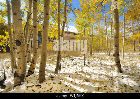 Fallende Blätter dot die frisch gefallenen Schnee in einem Aspen Grove in Speckstein Becken in der Uinta-Wasatch-Cache nationalen Wald östlich von Kamas, Utah. (C) 20. Stockfoto