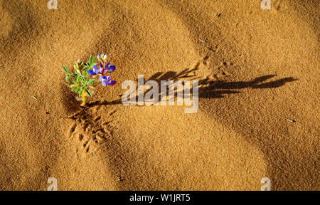 Eine Desert Flower wirft einen langen Schatten bei Sonnenaufgang in eine sandige Wüste in der Nähe Courthouse Wash im Arches National Park in der Nähe von Moab, Utah. (C) 2012 Tom Kelly Stockfoto