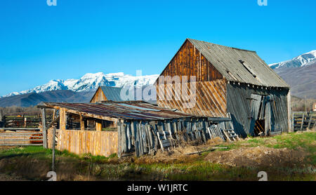 Eine alte Scheune liegt in den Ausläufern des Mt. Timpanogos in der Nähe von Midway, Utah in ländlichen Wasatch County. (C) 2012 Tom Kelly Stockfoto