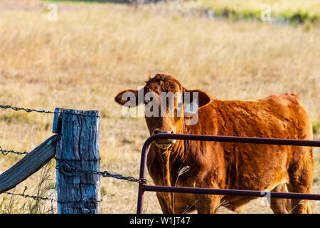 Kühe auf dem Bauernhof im ländlichen Australien Stockfoto