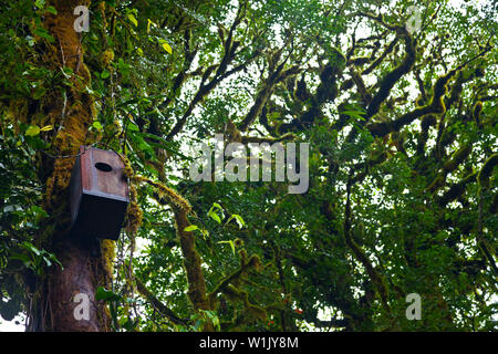 Quetzal Nistkasten, Santa Elena Cloud Forest Nature Reserve, Costa Rica, Mittelamerika, Nordamerika Stockfoto