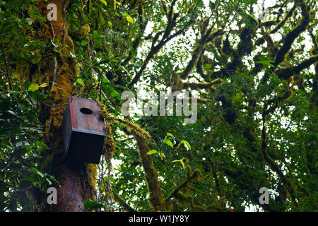 Quetzal Nistkasten, Santa Elena Cloud Forest Nature Reserve, Costa Rica, Mittelamerika, Nordamerika Stockfoto