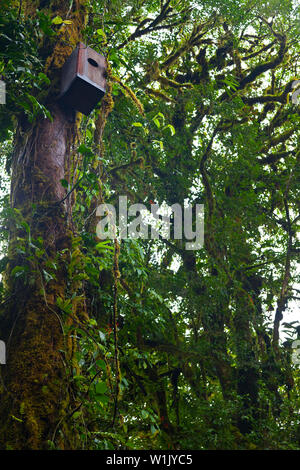 Quetzal Nistkasten, Santa Elena Cloud Forest Nature Reserve, Costa Rica, Mittelamerika, Nordamerika Stockfoto