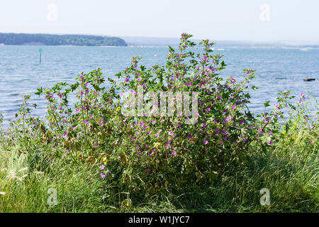 Malva Sylvestris, gemeinsame Malve entlang der Küste wachsenden, Poole, Dorset, Großbritannien Stockfoto