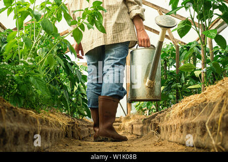Junge Frau, Bewässerung von Pflanzen im Gewächshaus Nahaufnahme. home Gartenbau Stockfoto